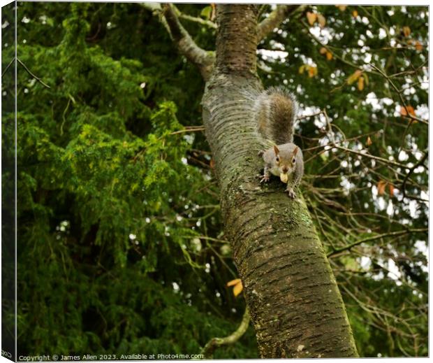 Grey Squirrel Climbing A Tree  Canvas Print by James Allen