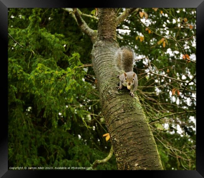 Grey Squirrel Climbing A Tree  Framed Print by James Allen