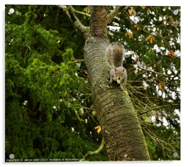 Grey Squirrel Climbing A Tree  Acrylic by James Allen