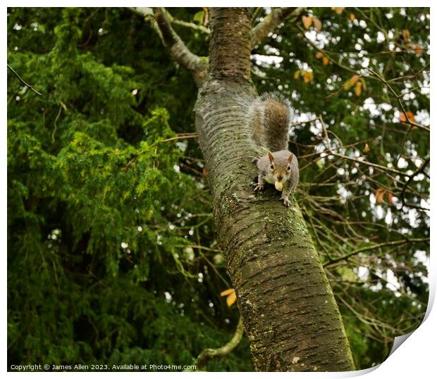 Grey Squirrel Climbing A Tree  Print by James Allen