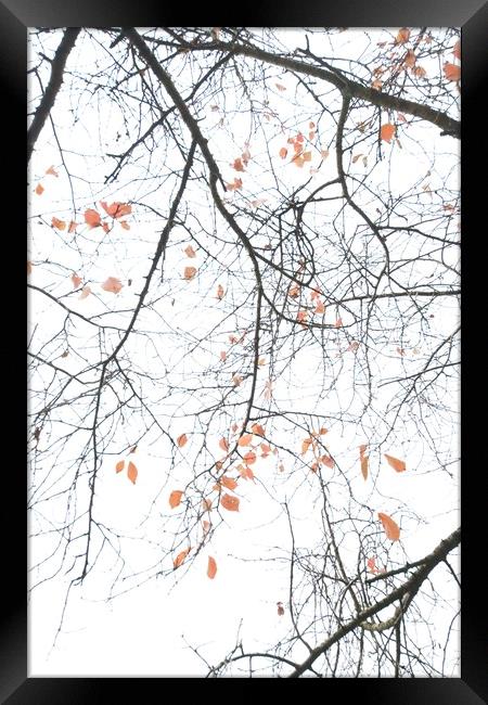 Autumn Leaves Framed Print by James Allen