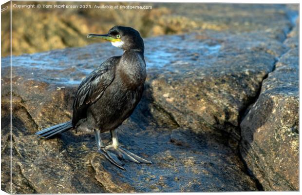 Cormorant at Burghead Harbour Canvas Print by Tom McPherson