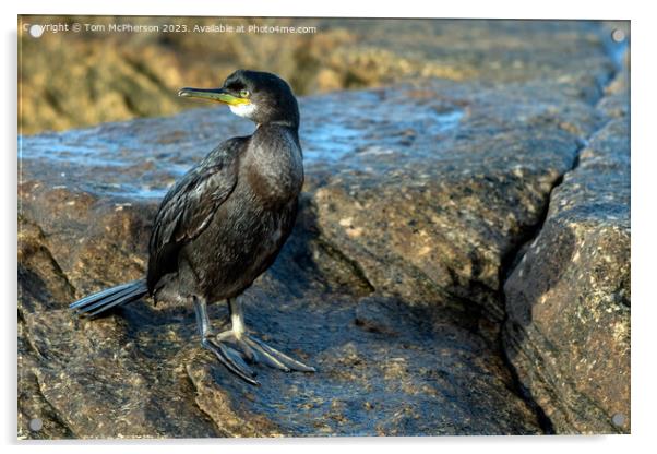 Cormorant at Burghead Harbour Acrylic by Tom McPherson