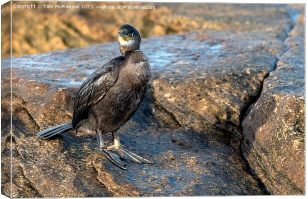 Cormorant in Burghead Harbour Canvas Print by Tom McPherson