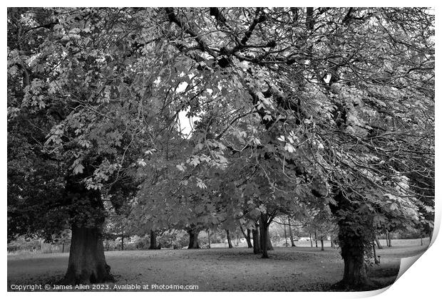 Autumn Tree  Print by James Allen