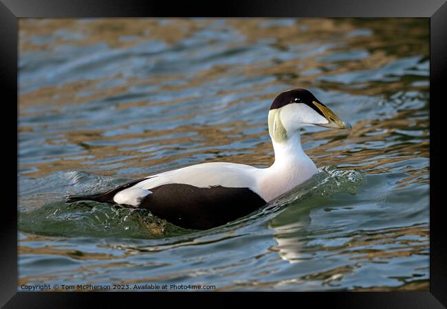 The Common Eider Duck, Male Framed Print by Tom McPherson