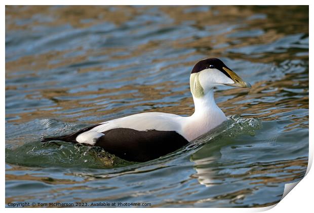 The Common Eider Duck, Male Print by Tom McPherson