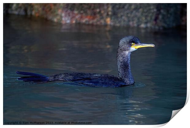 Cormorant swimming in Burghead harbour Print by Tom McPherson