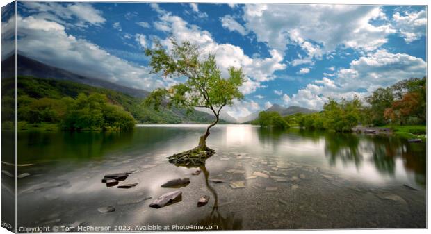 The Lone Tree Canvas Print by Tom McPherson