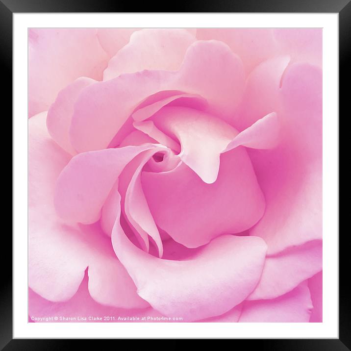 Pink rose Framed Mounted Print by Sharon Lisa Clarke