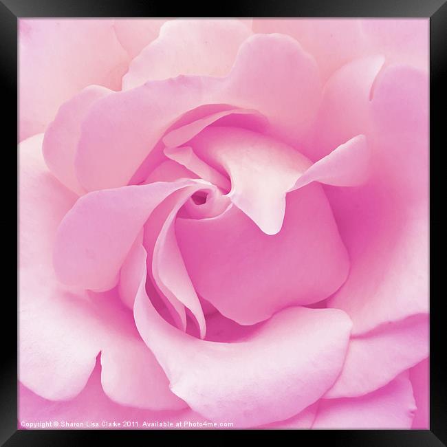 Pink rose Framed Print by Sharon Lisa Clarke