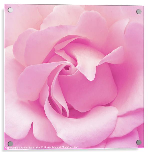 Pink rose Acrylic by Sharon Lisa Clarke