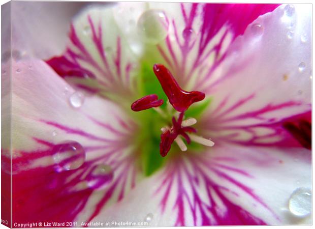 Lily the Pink Canvas Print by Liz Ward