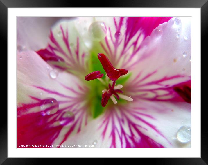 Lily the Pink Framed Mounted Print by Liz Ward