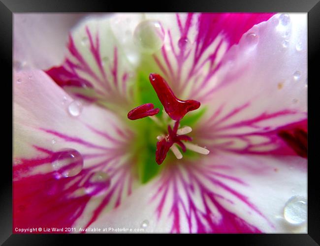 Lily the Pink Framed Print by Liz Ward