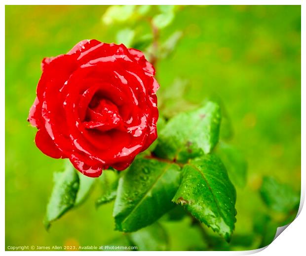 Red Rose  Print by James Allen