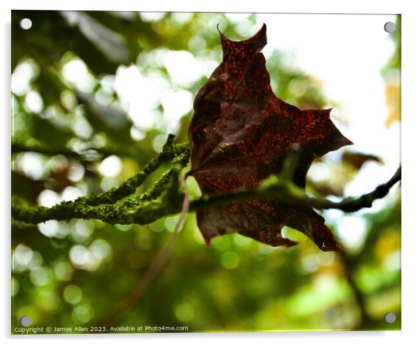 Autumn Leaf  Acrylic by James Allen
