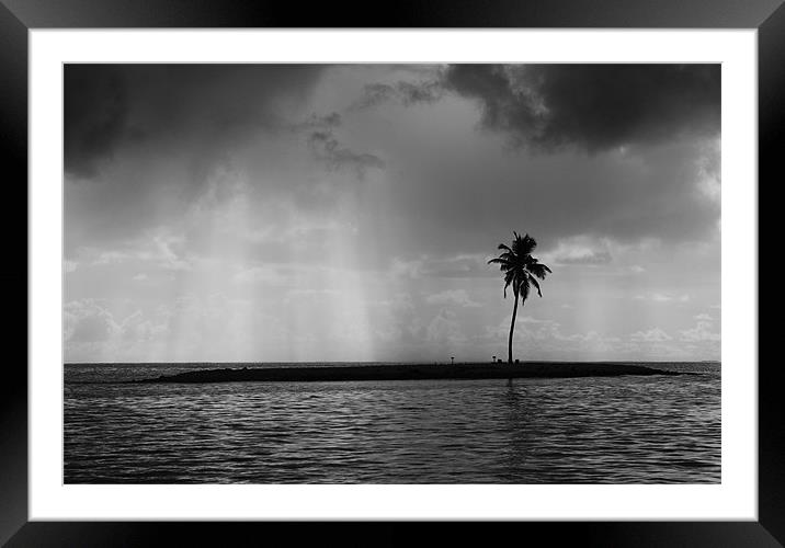 palm alone Framed Mounted Print by Hassan Najmy
