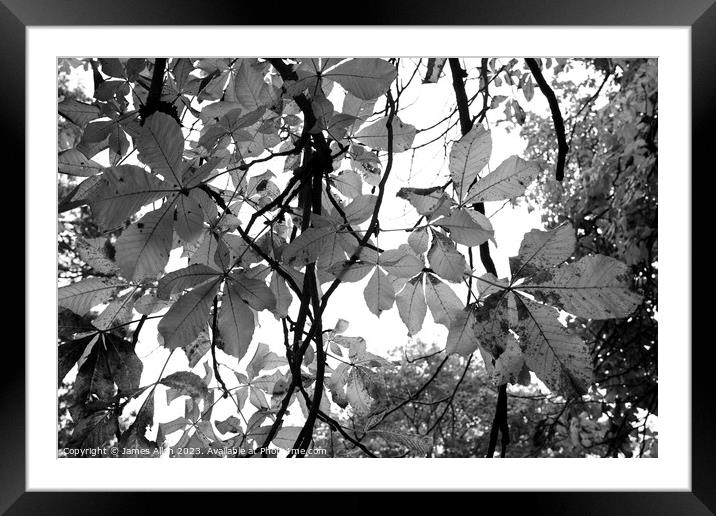 Autumn Leaves Black & White Artistic Abstract  Framed Mounted Print by James Allen