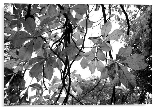 Autumn Leaves Black & White Artistic Abstract  Acrylic by James Allen
