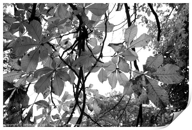 Autumn Leaves Black & White Artistic Abstract  Print by James Allen