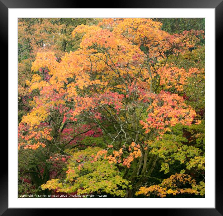 Plant  Framed Mounted Print by Simon Johnson