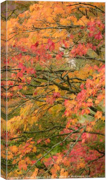 Acer leaves Canvas Print by Simon Johnson