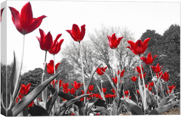 Tulip Red Canvas Print by Neil Gavin