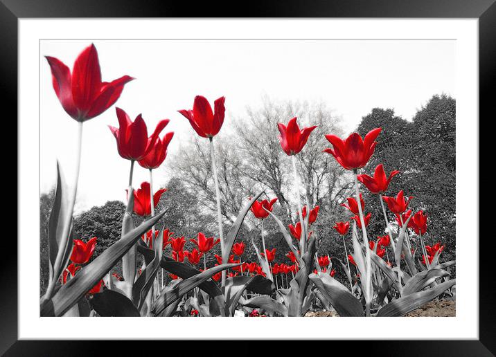 Tulip Red Framed Mounted Print by Neil Gavin
