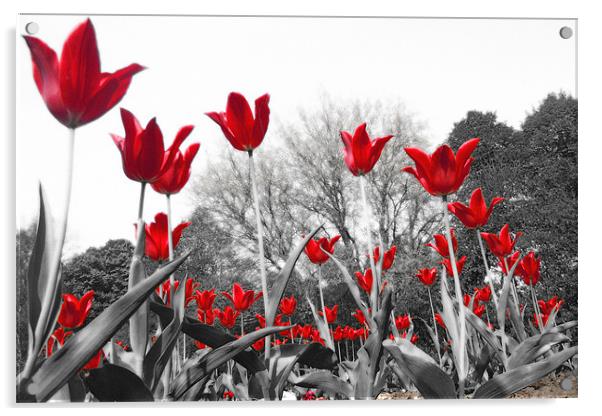 Tulip Red Acrylic by Neil Gavin