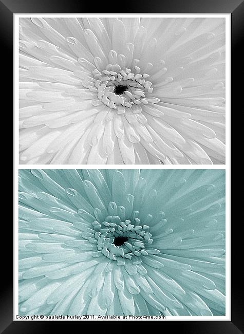 Chrysanthemum. White + Teal. Framed Print by paulette hurley