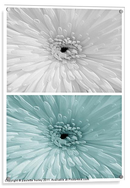 Chrysanthemum. White + Teal. Acrylic by paulette hurley