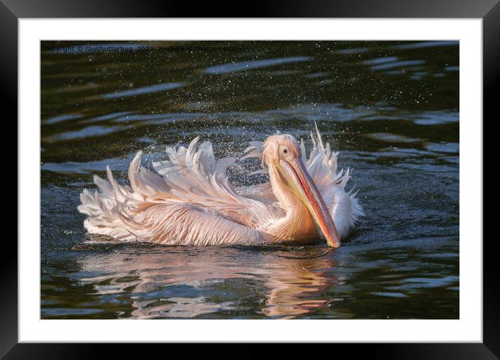 Pelican in Motion Framed Mounted Print by rawshutterbug 