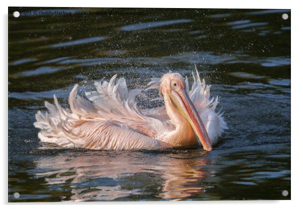 Pelican in Motion Acrylic by rawshutterbug 