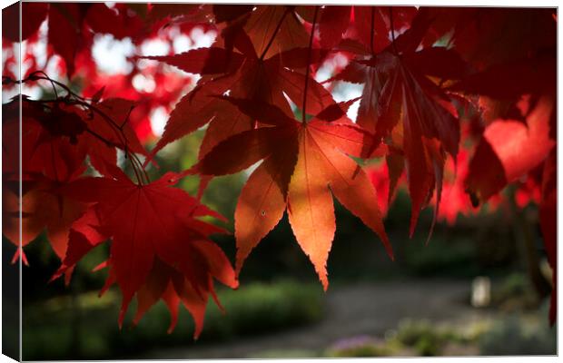 Red Autumn Leaves Canvas Print by Alison Chambers