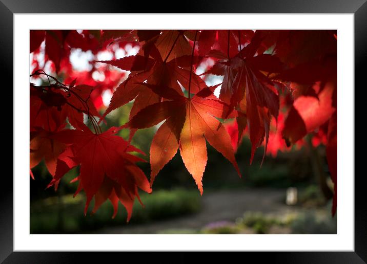 Red Autumn Leaves Framed Mounted Print by Alison Chambers