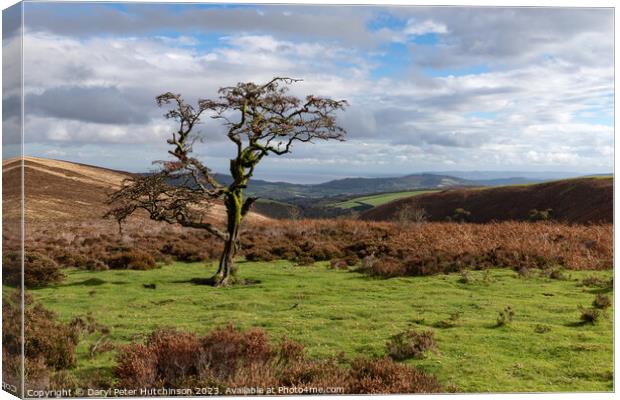A Hawthorn tree on Exmoor Canvas Print by Daryl Peter Hutchinson