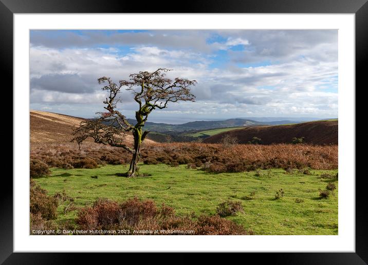 A Hawthorn tree on Exmoor Framed Mounted Print by Daryl Peter Hutchinson