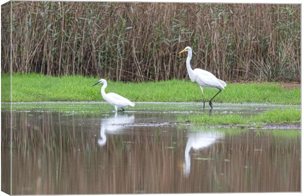 great-white-Egret and a small Egret Canvas Print by kathy white