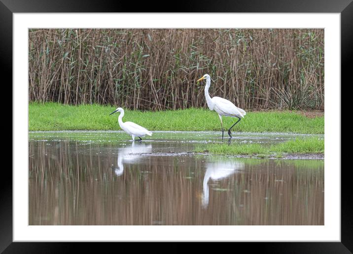 great-white-Egret and a small Egret Framed Mounted Print by kathy white