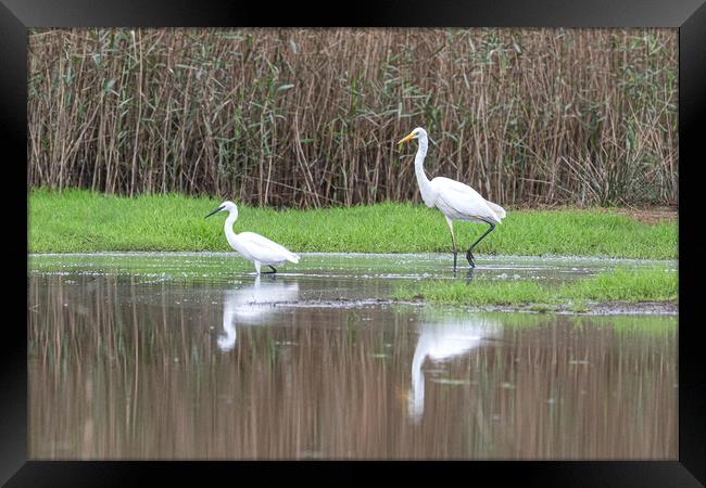 great-white-Egret and a small Egret Framed Print by kathy white