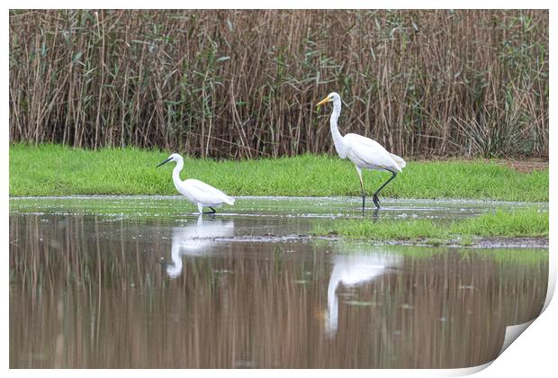 great-white-Egret and a small Egret Print by kathy white