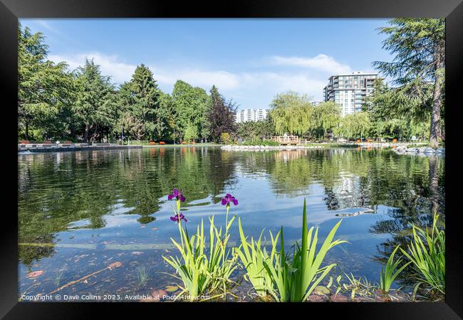 The large Pond in Minora Park in Richmond, Vancouver, Canada Framed Print by Dave Collins