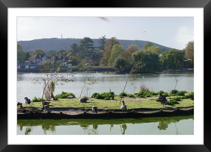 Busy waterfowl enjoying the autumn sunshine Framed Mounted Print by Peter Hodgson