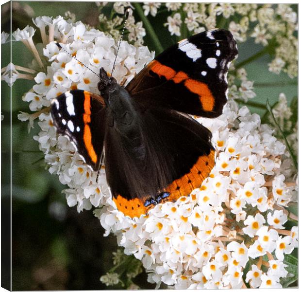 Red Admiral Butterfly Canvas Print by kathy white