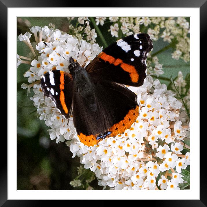 Red Admiral Butterfly Framed Mounted Print by kathy white
