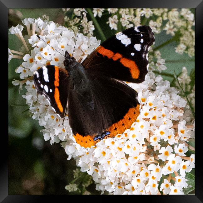 Red Admiral Butterfly Framed Print by kathy white