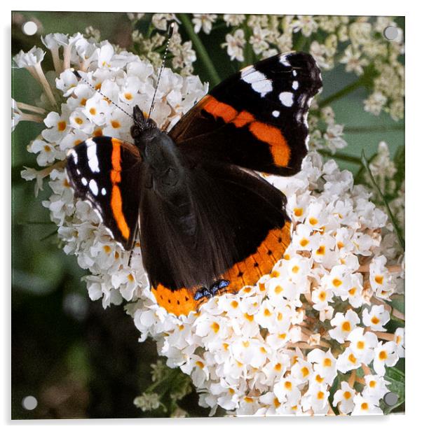 Red Admiral Butterfly Acrylic by kathy white
