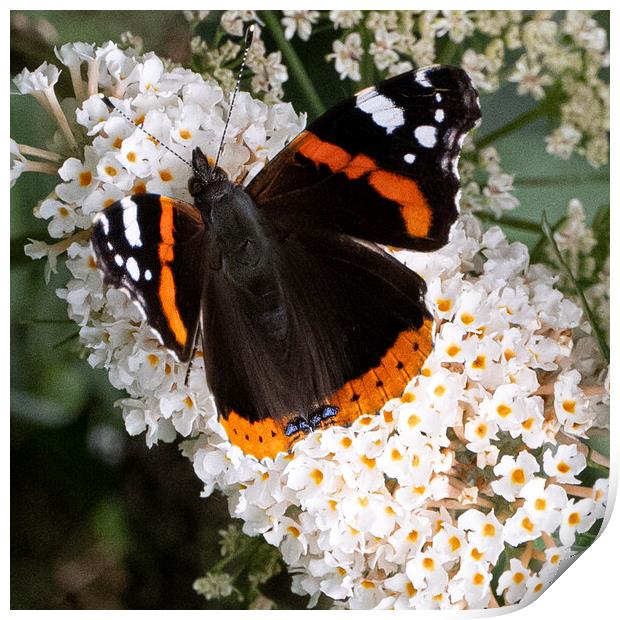 Red Admiral Butterfly Print by kathy white