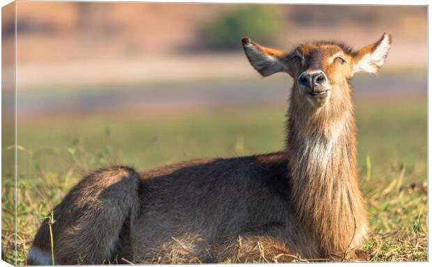 I'm a happy waterbuck. Canvas Print by Margaret Ryan
